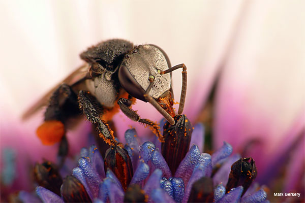 Stingless Bee 4 by Mark Berkery