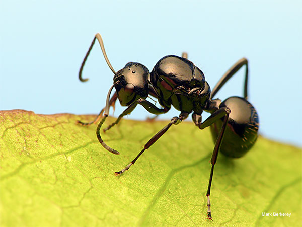 Rattler Ant by Mark Berkerey