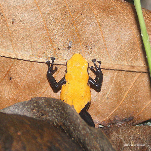 Black and Yellow Tree Frog by Lois Elaine Heckman