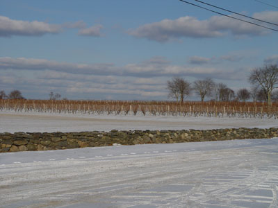 Rhode Island Vineyard